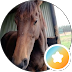 SWOOPER BORLACE